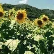 ひま⭐︎プロフ要必読の画像