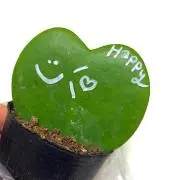 ゆっぴの画像