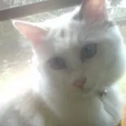 みるくぷりんの画像