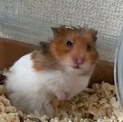 ゆぅゆ