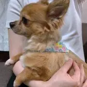 わんこの画像
