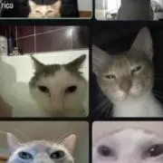 4U：プロフ必読の画像
