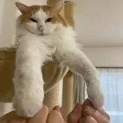 ねこじるし