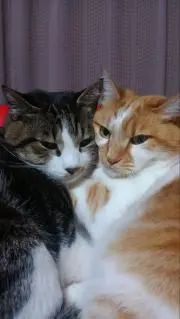 キキララにゃんこの画像