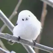 もちまる