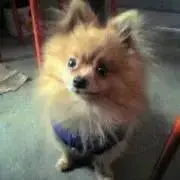 Kazu
