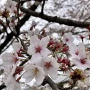 むぎむぎ