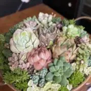 みーまの画像