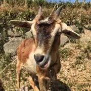 くみミミの画像