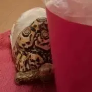 りりり