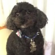 トミー