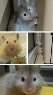 かずたんの画像