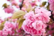 Shop_minihanaの画像
