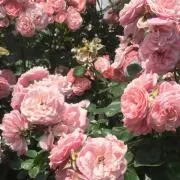 綾瀬 希の画像