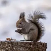 テルの画像