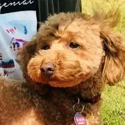 cookieの画像