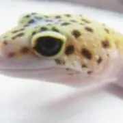 レオパ