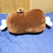 ミヤの画像