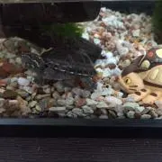 ハム&ソーセージ&タロの画像