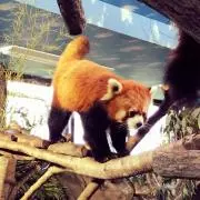 レッサーパンダの画像