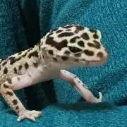 龍神の画像