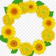 ひまわり