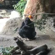 ごりら