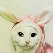 AA※プロフ必読の画像