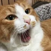 pppppnzの画像