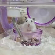 Liloの画像