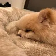 タロー