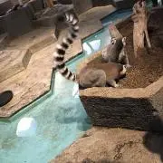 チカの画像
