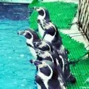 YNBの画像
