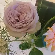 マイマイ