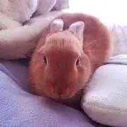 ひかり