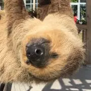 なまけもこの画像