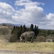 ぺちゃハウスの画像