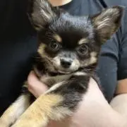 Kaoの画像