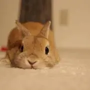 うさぎの画像