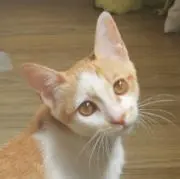 Mioの画像