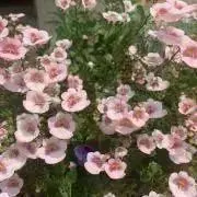 カルキンニの画像