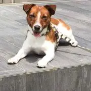 アルルの画像