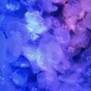 xYOUx