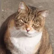 HIROの画像