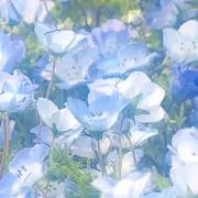 理央の画像