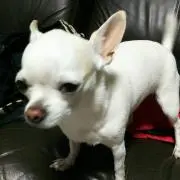 あまご