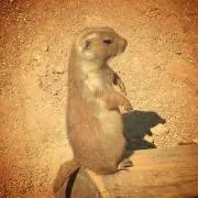 るる