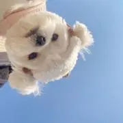 きょうちゃんの画像