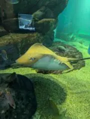 みれこ