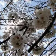 さくらの画像
